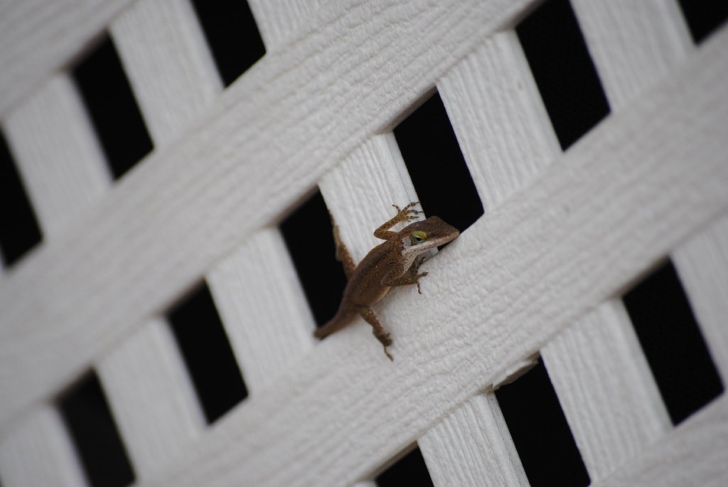 Our Pourch Lizards