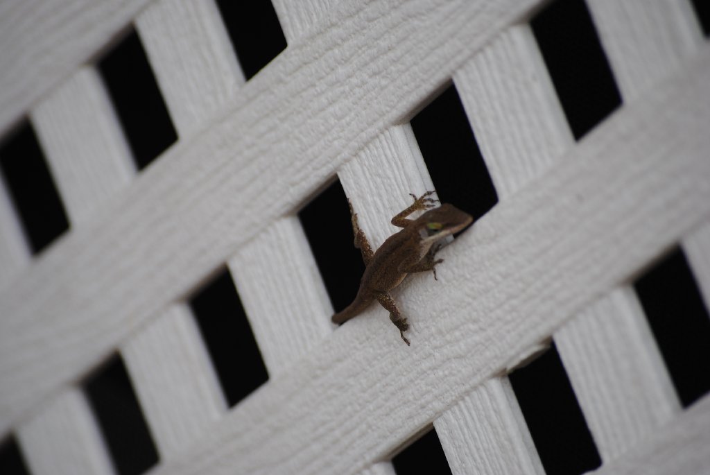Our Pourch Lizards
