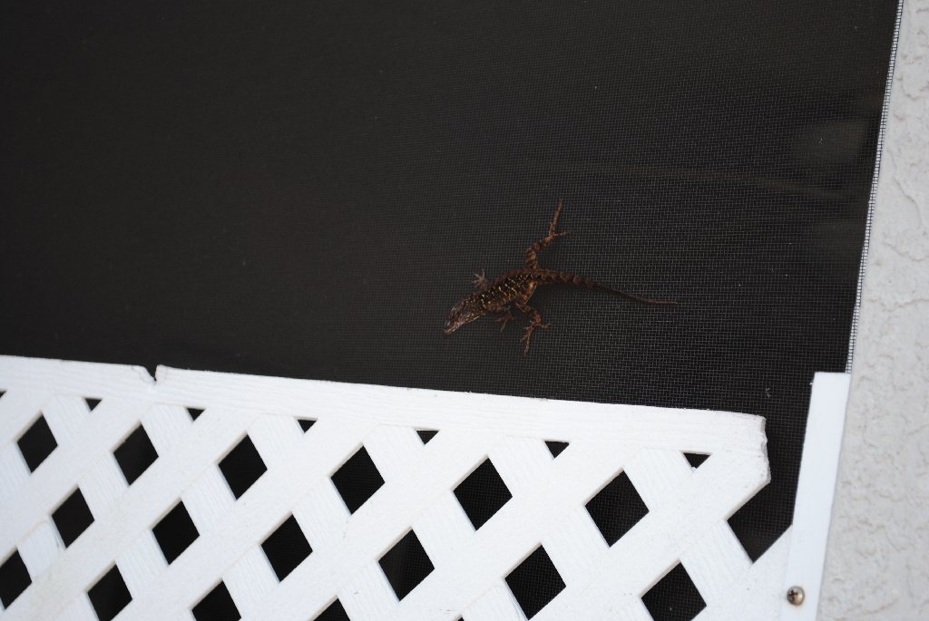 Our Pourch Lizards