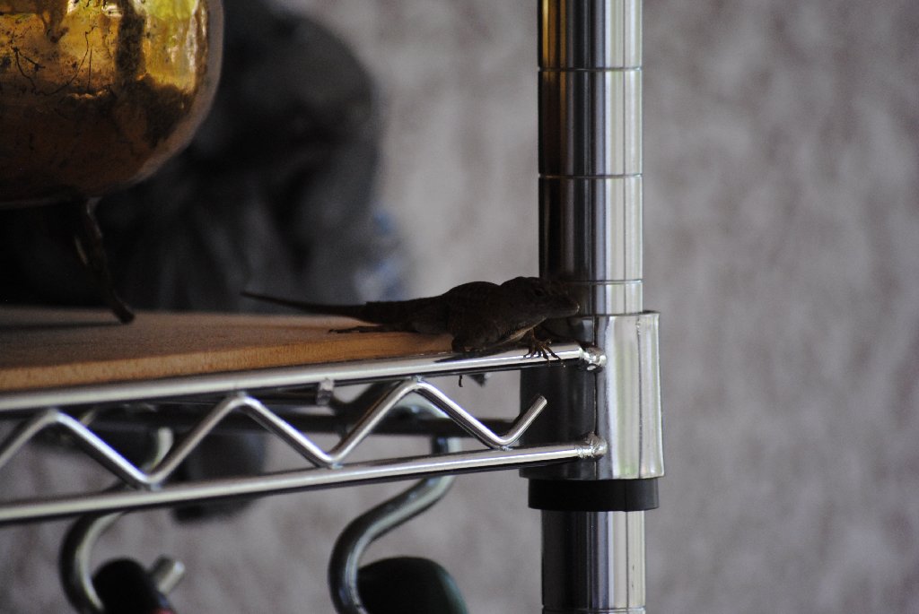 Our Pourch Lizards
