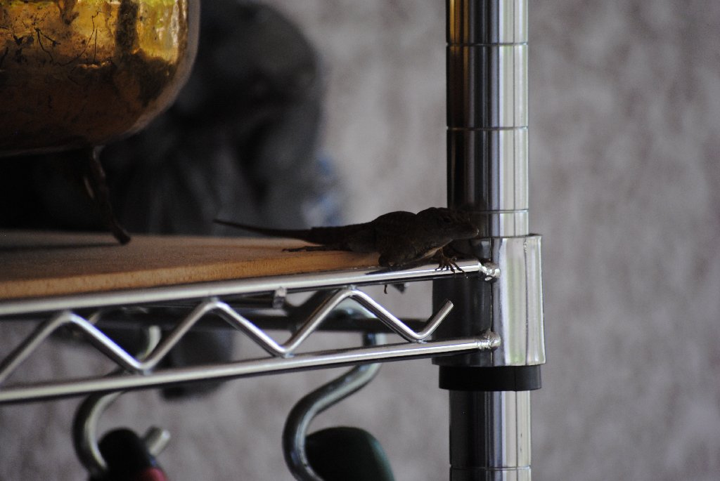 Our Pourch Lizards