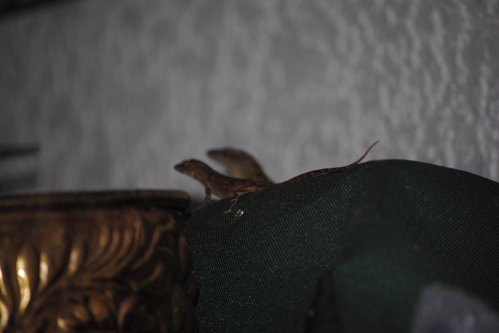 Our Pourch Lizards