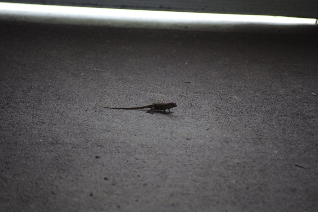 Our Pourch Lizards
