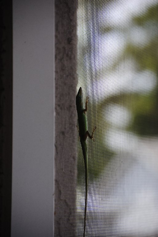 Our Pourch Lizards