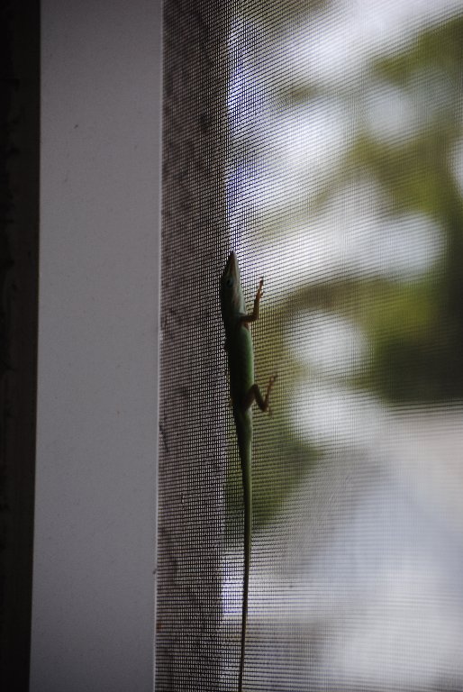 Our Pourch Lizards
