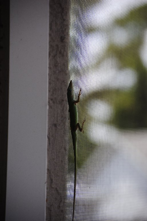 Our Pourch Lizards