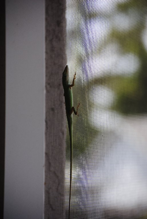 Our Pourch Lizards