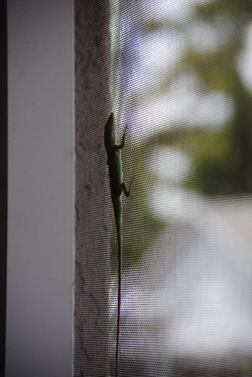 Our Pourch Lizards