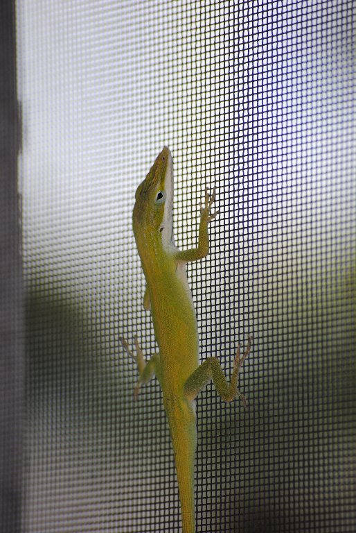 Our Pourch Lizards