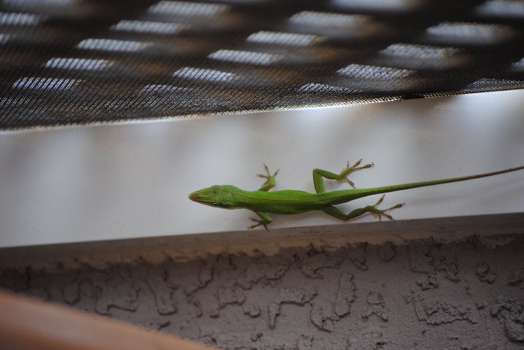 Our Pourch Lizards