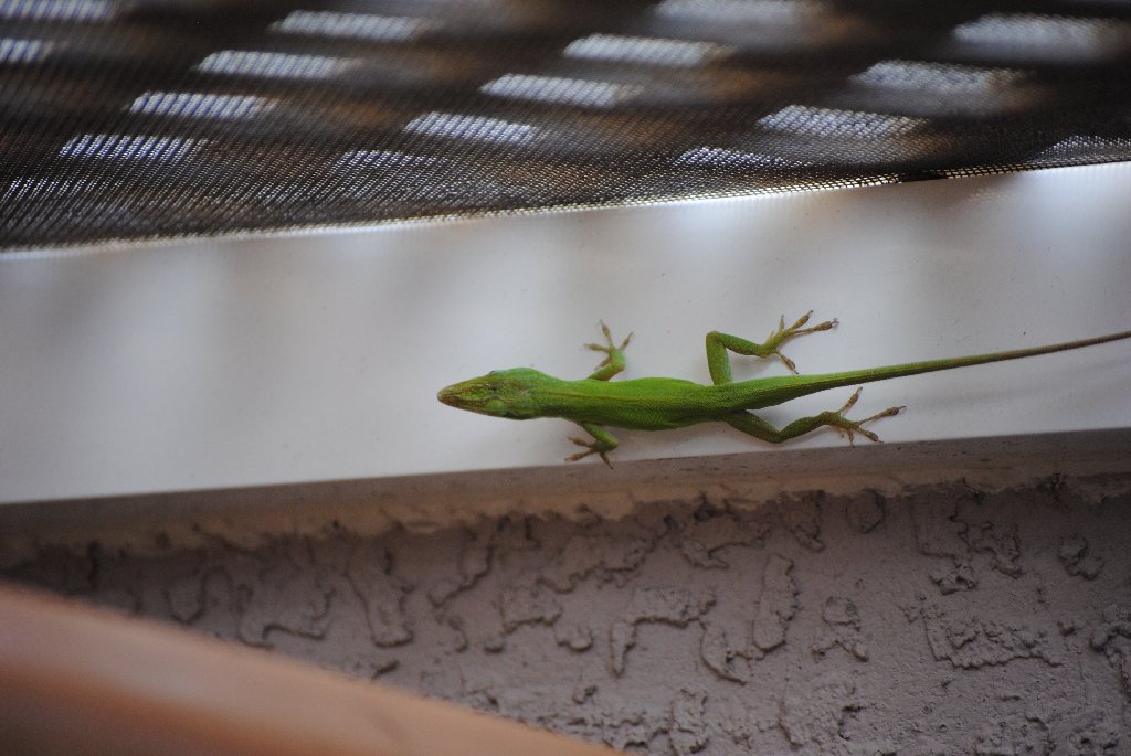 Our Pourch Lizards