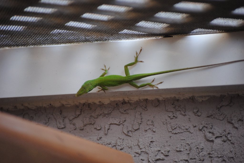 Our Pourch Lizards
