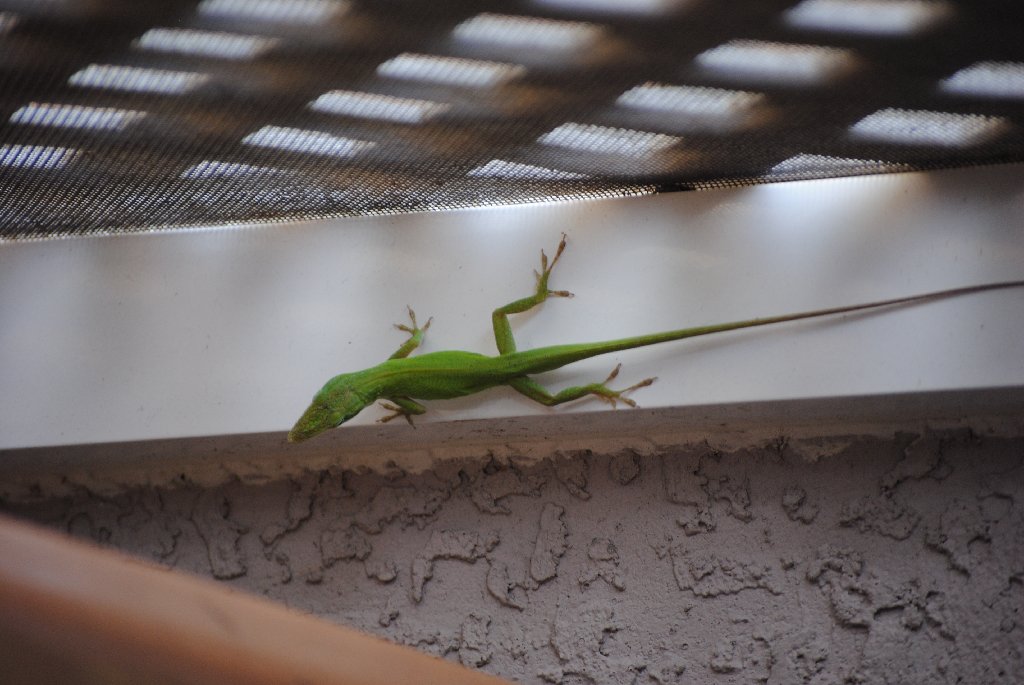 Our Pourch Lizards