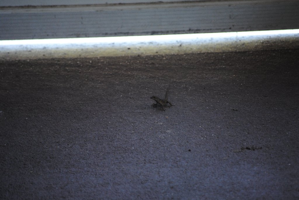Our Pourch Lizards