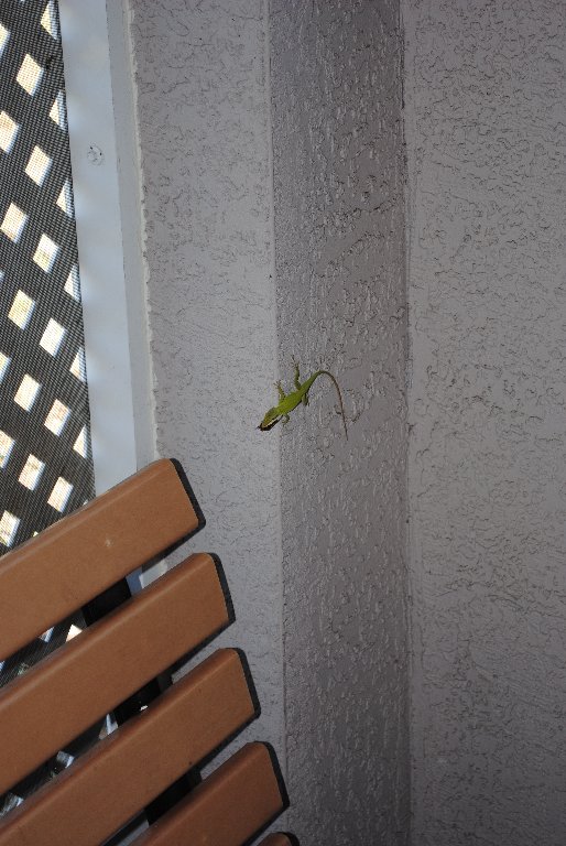 Our Pourch Lizards