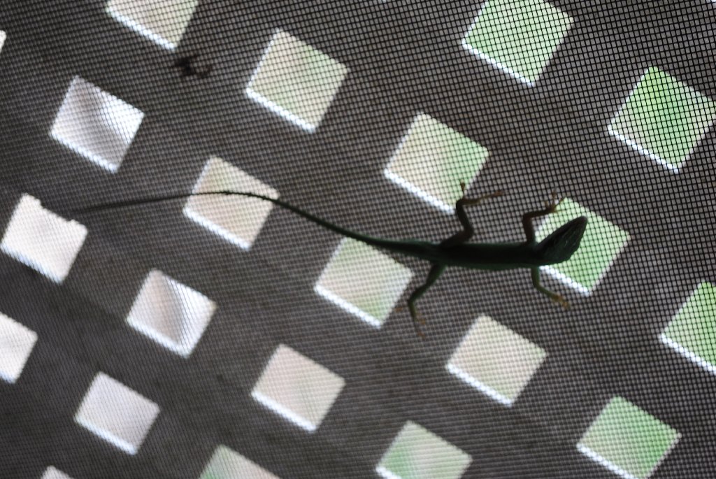 Our Pourch Lizards
