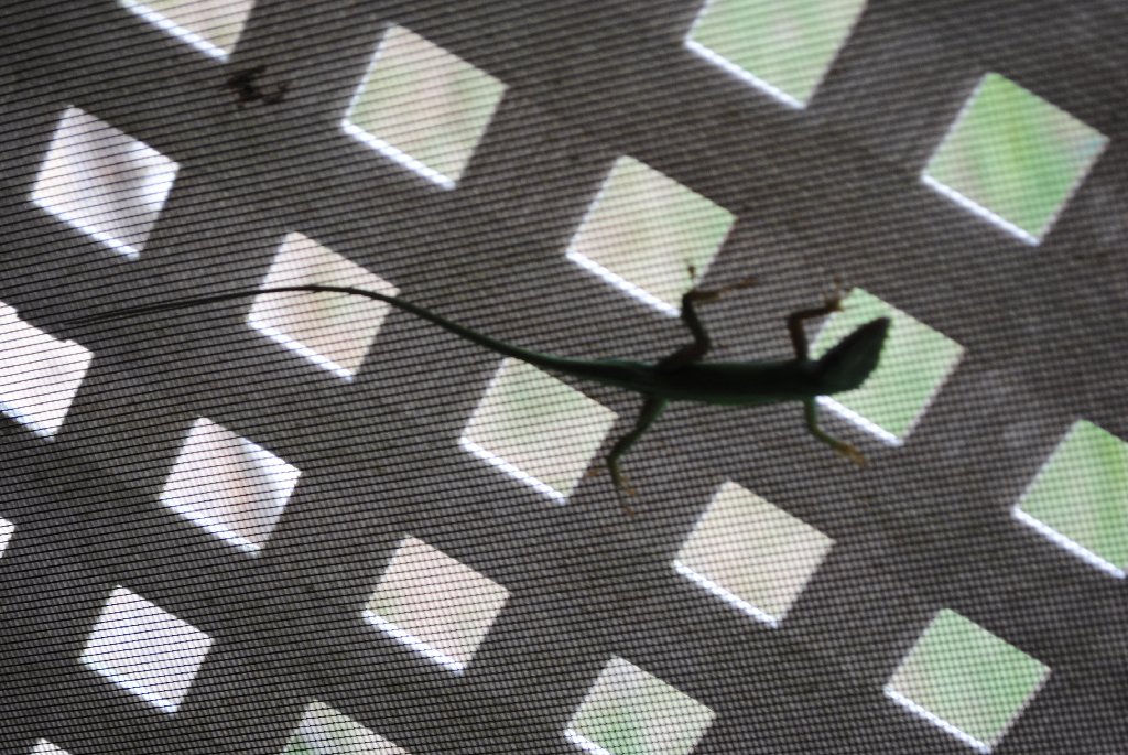 Our Pourch Lizards
