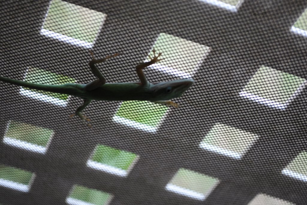 Our Pourch Lizards