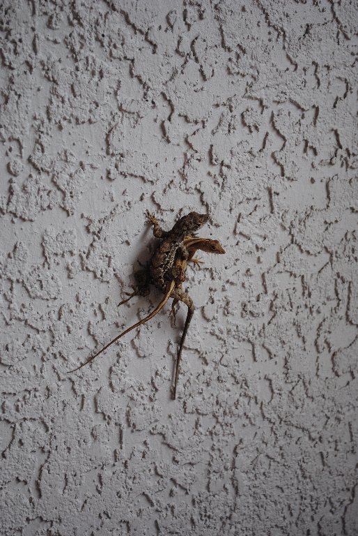 Our Pourch Lizards