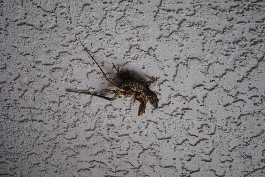 Our Pourch Lizards