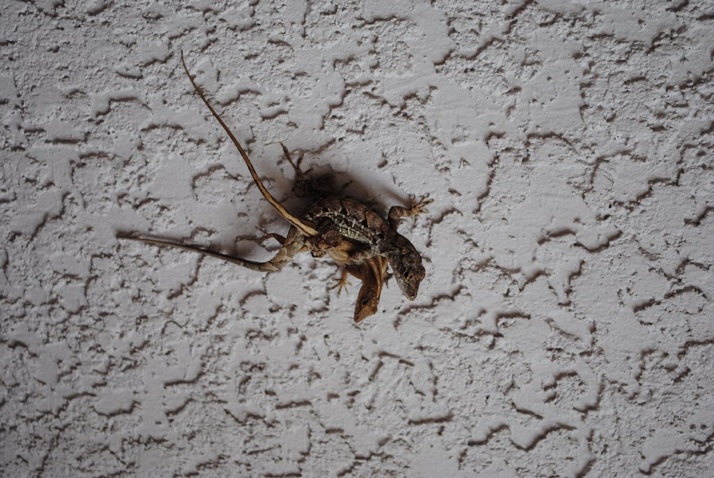 Our Pourch Lizards