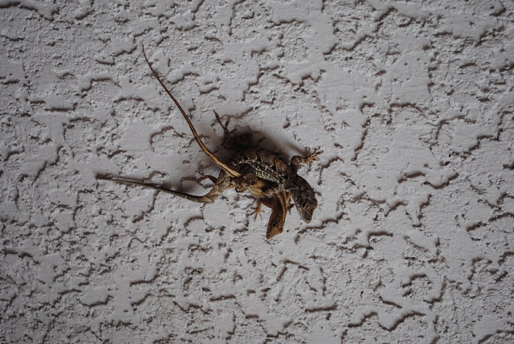 Our Pourch Lizards