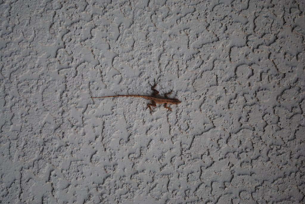 Our Pourch Lizards