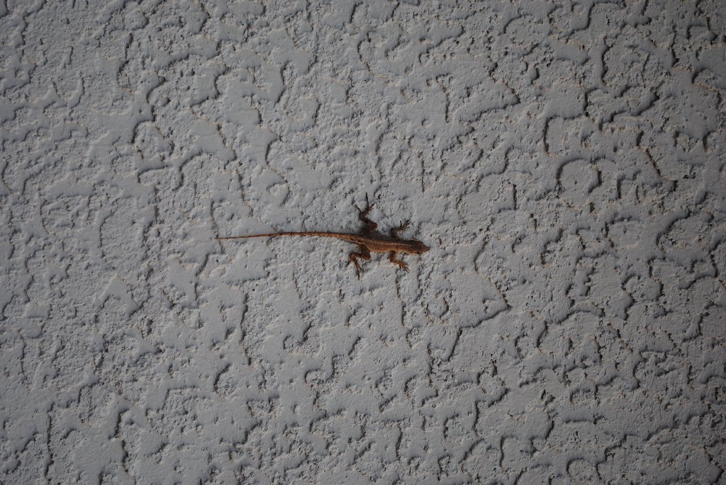 Our Pourch Lizards
