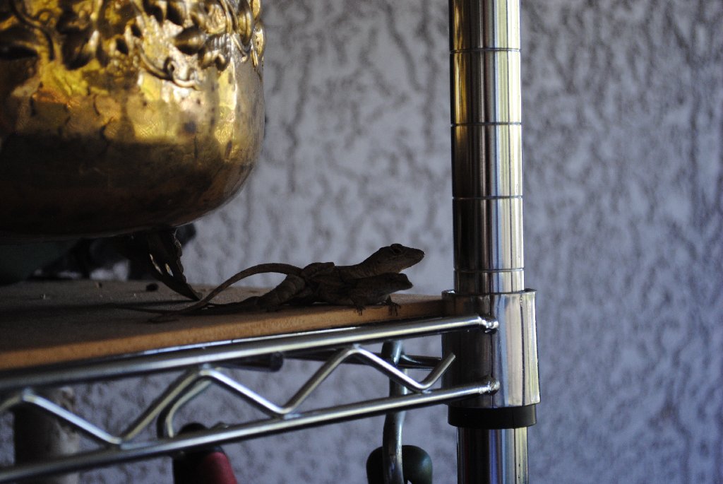 Our Pourch Lizards