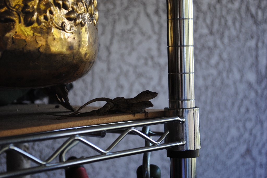 Our Pourch Lizards