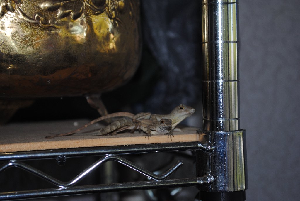 Our Pourch Lizards