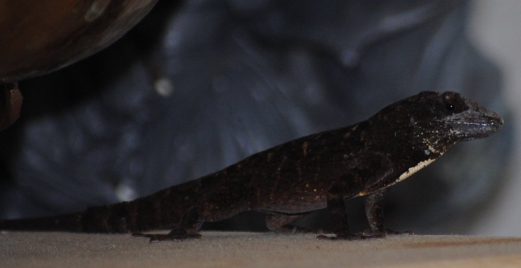 Our Pourch Lizards