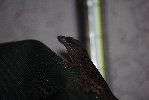 Thumb for DSC_1755.JPG (66 
KB)