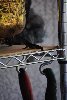Thumb for DSC_1799.JPG (65 
KB)