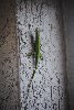 Thumb for DSC_1816.JPG (91 
KB)