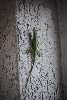 Thumb for DSC_1817.JPG (92 
KB)
