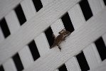 Thumb for DSC_1825.JPG (62 
KB)