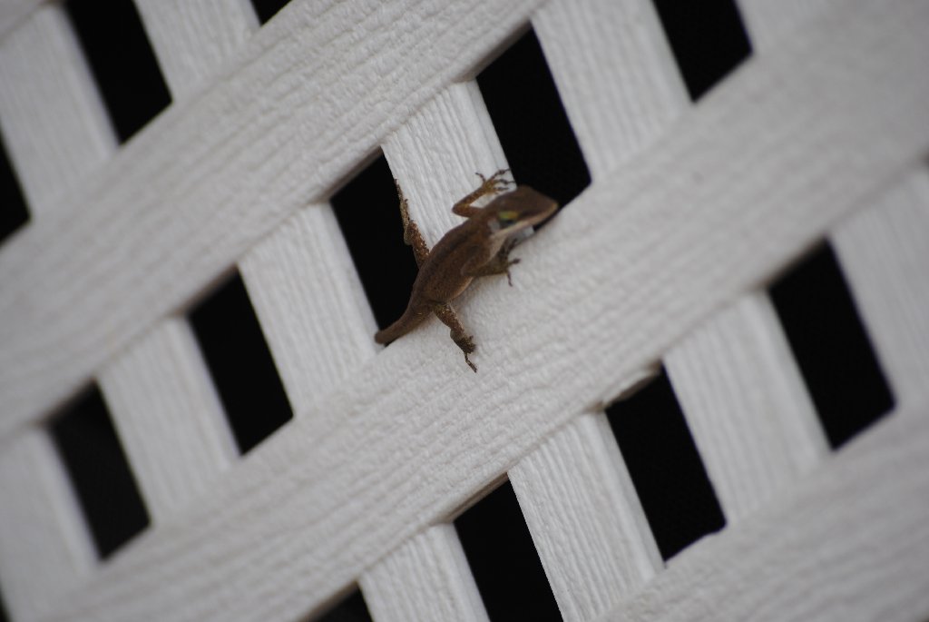 Our Pourch Lizards