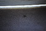 Thumb for DSC_1880.JPG (112 
KB)