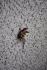 Thumb for DSC_2140.JPG (127 
KB)