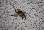 Thumb for DSC_2142.JPG (179 
KB)