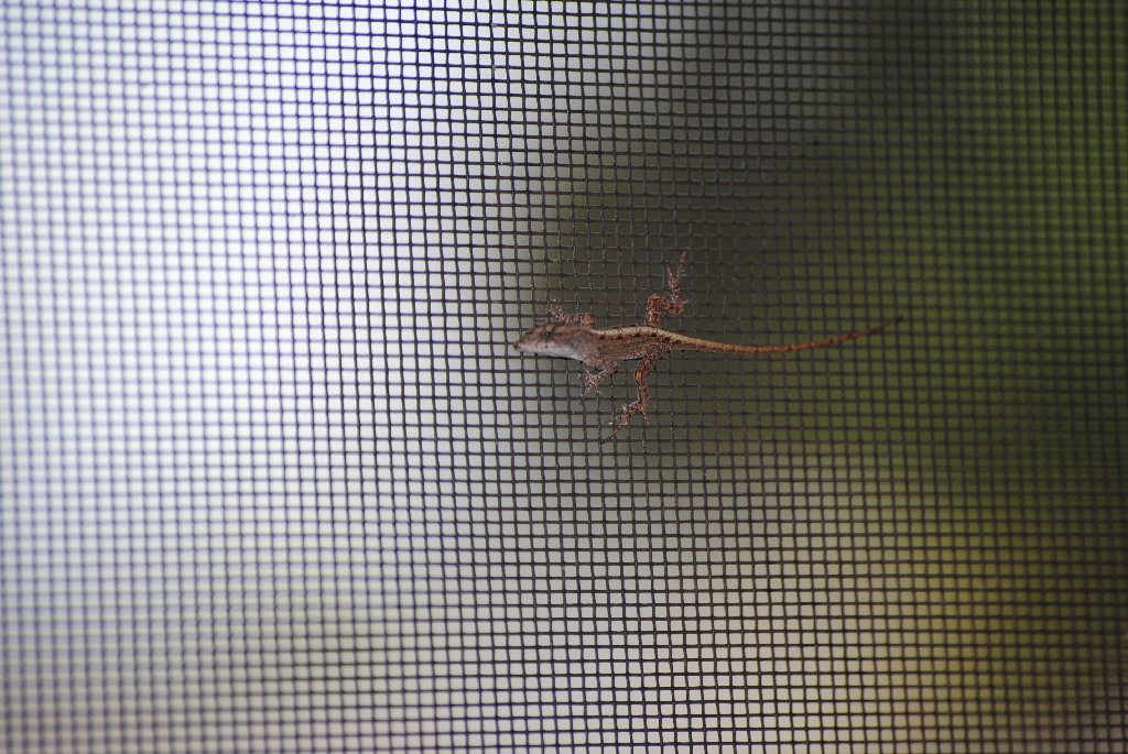 Our Porch Lizard from 2011