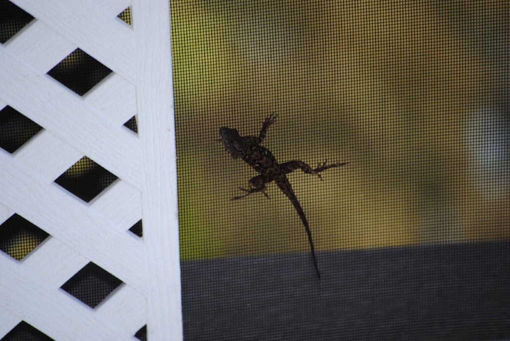 Our Porch Lizard from 2011