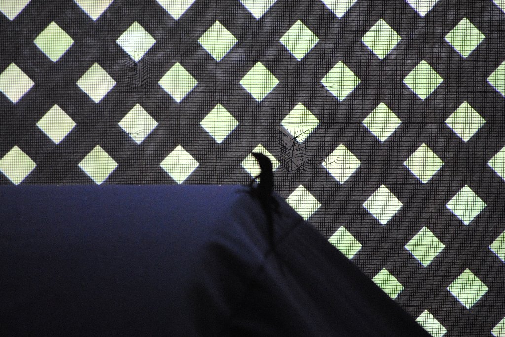 Our Porch Lizard from 2011