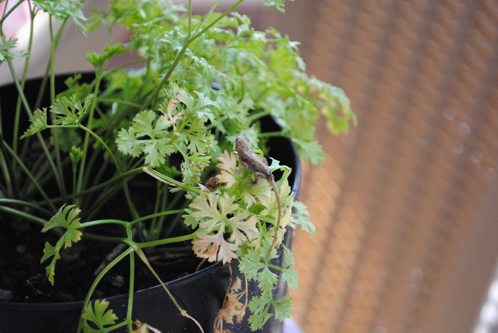 Our Porch Lizard from 2011