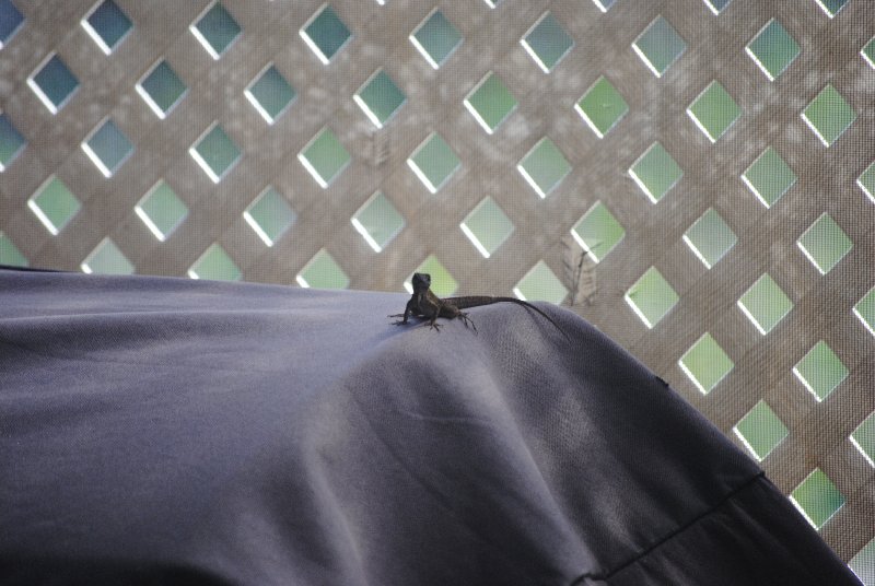Our Porch Lizard from 2011